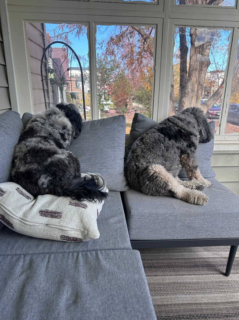 Two dogs resting on a sofa beside a large window with autumn trees outside