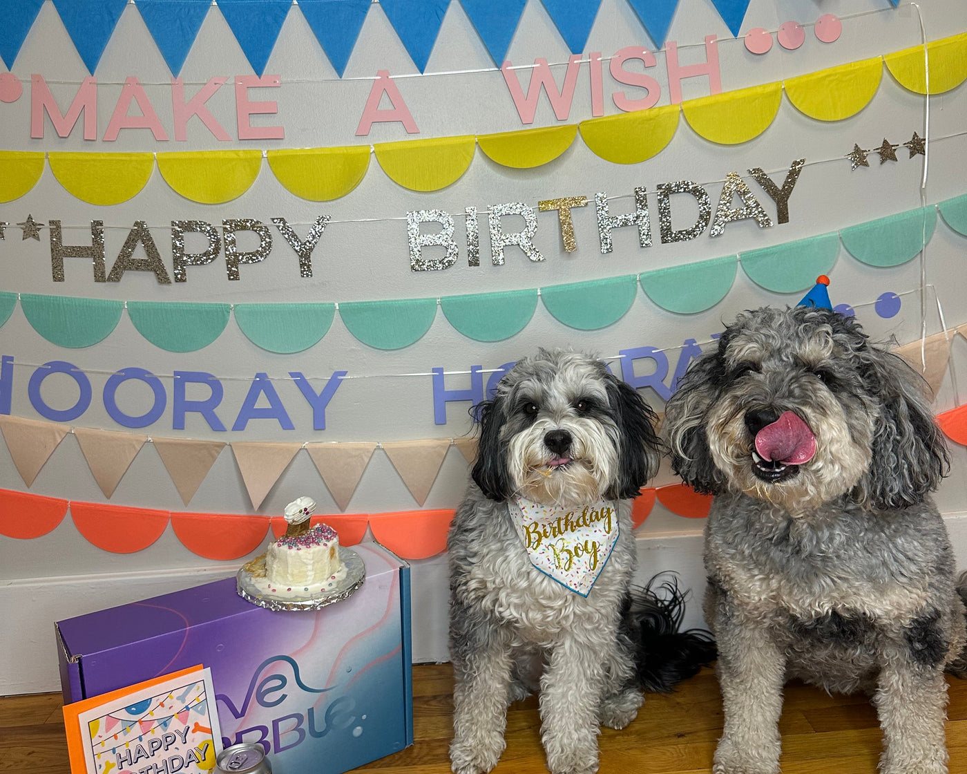 Misty and Tipsy sitting at a colorful happy birthday backdrop with a small dog birthday cake on a Love Bubble box