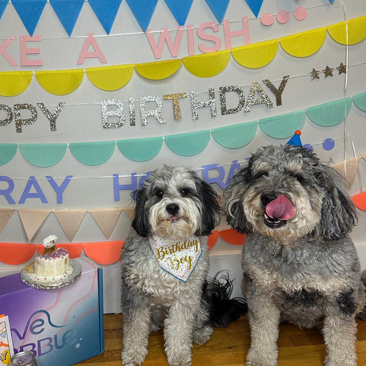 Misty and Tipsy sitting at a colorful happy birthday backdrop with a small dog birthday cake on a Love Bubble box
