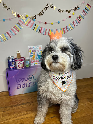 What Is Gotcha Day? The Ultimate Guide to Celebrating Your Rescue Dog