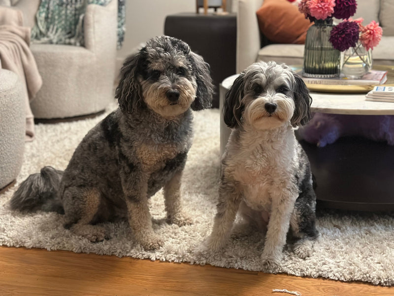Misty and Tipsy sitting side by side on a living room rug
