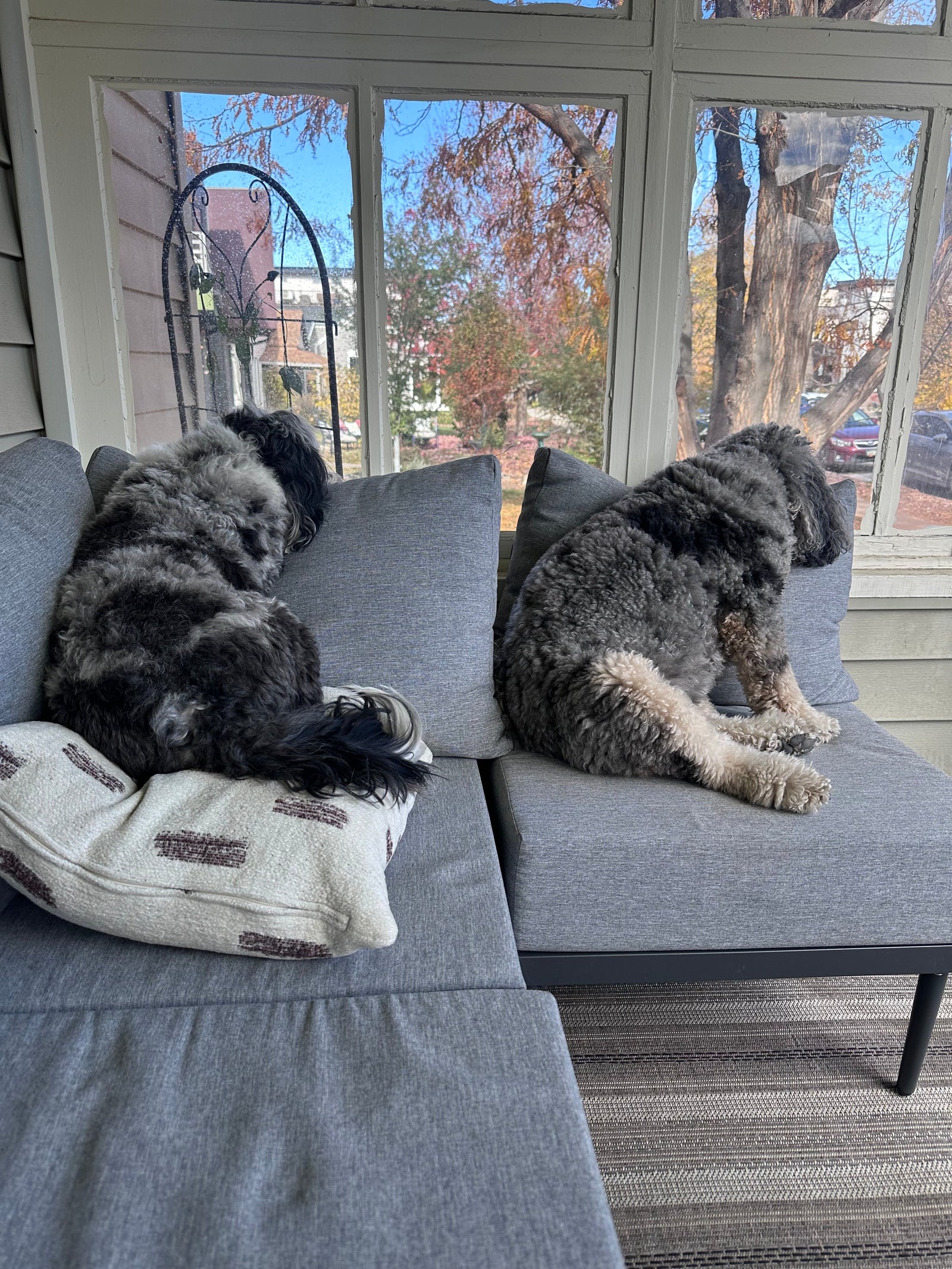 Two dogs resting on a sofa beside a large window with autumn trees outside