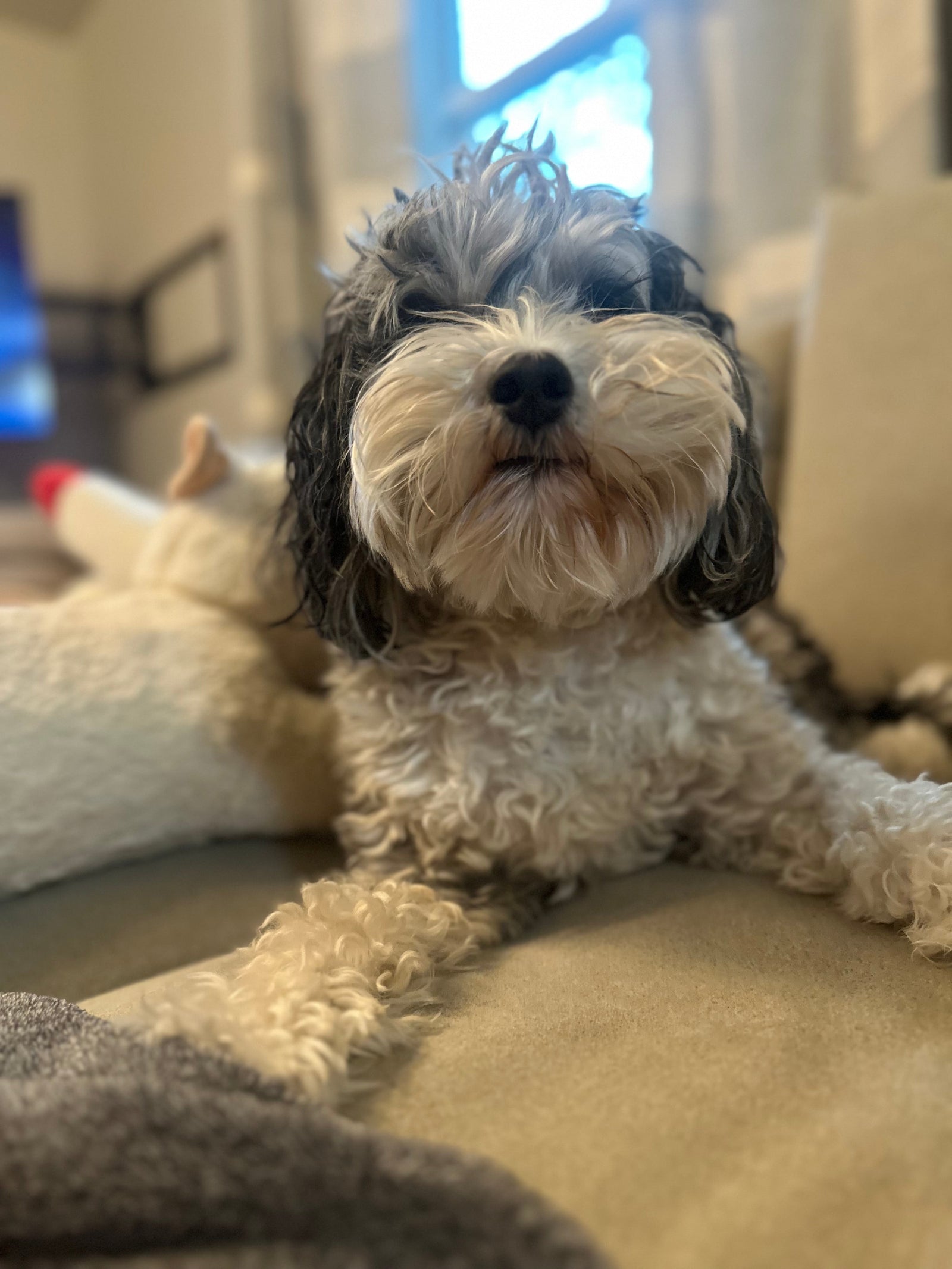 A Bernedoodle lying down, looking straight at the camera in soft indoor light
