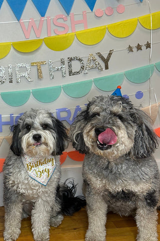 Dog Birthday Party Ideas: How to Throw an Unforgettable Celebration