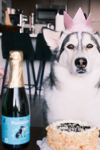 Dog Mimosa Kit - Pawsecco and Dog Juice for dog-safe mimosas by Yappy Hour